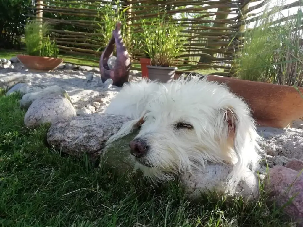 Andachtsbild von Nicole