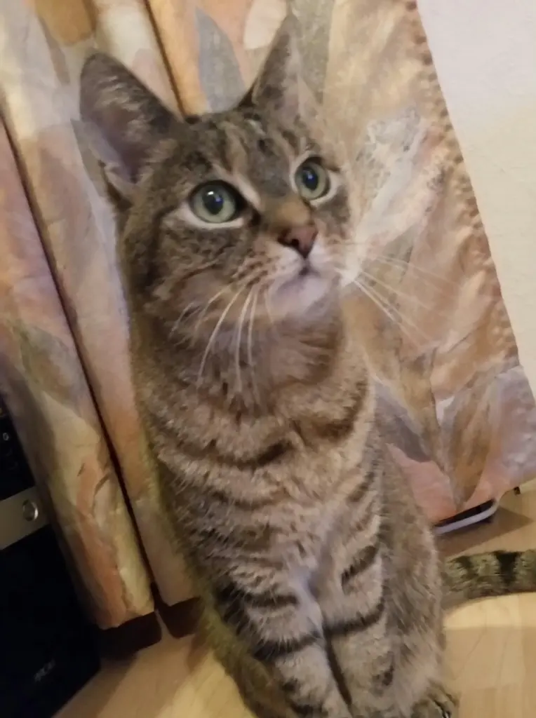 Image from Nala