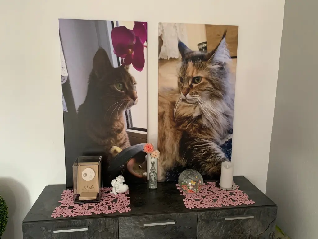 Image from Nala