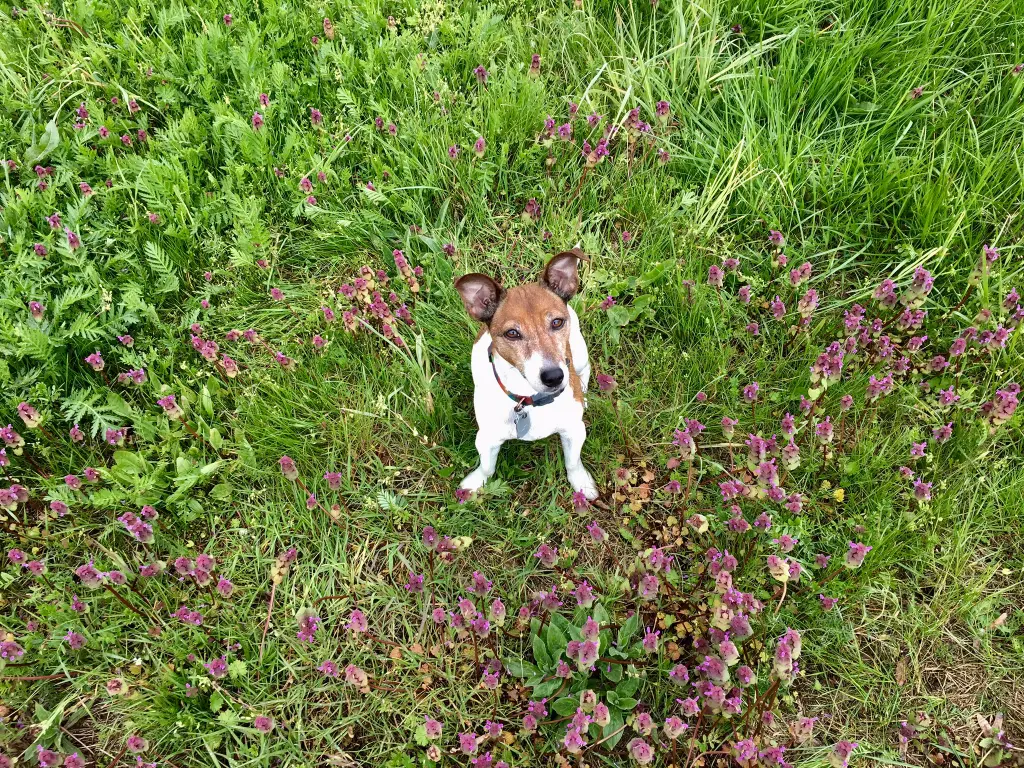 Image from Lilli