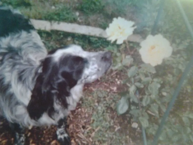 Image from Balu