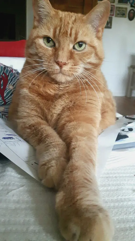 Condolence image of Desirée mit Major tief im ❤