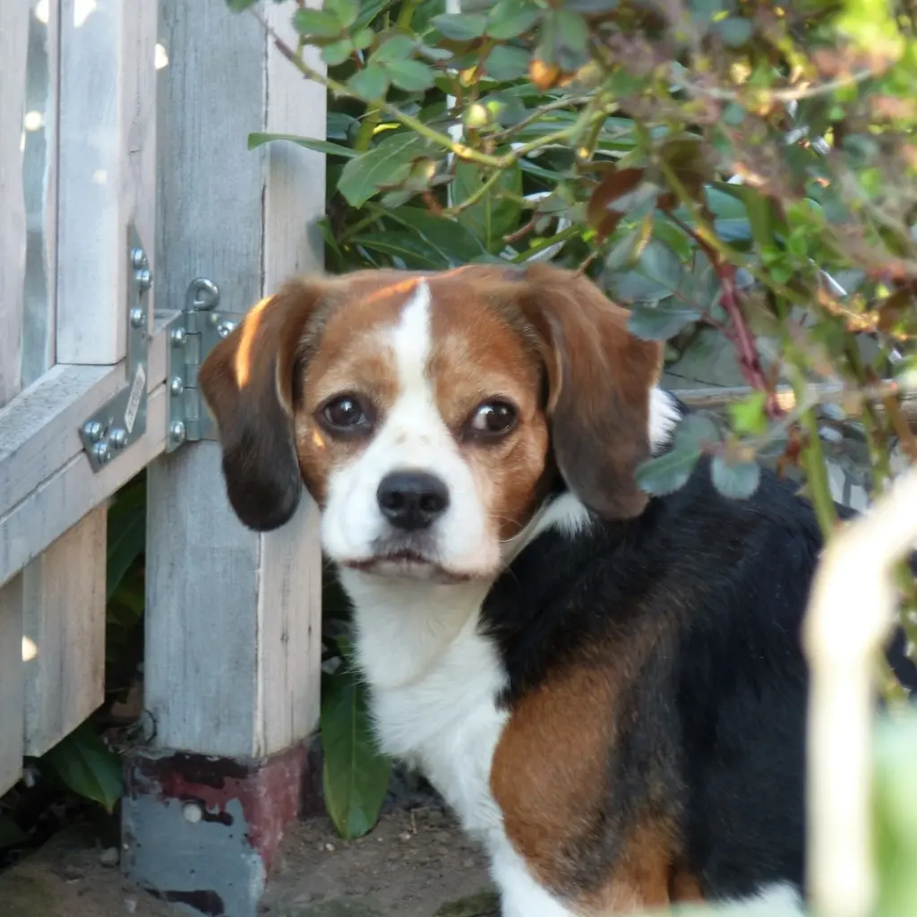 Image from Balou