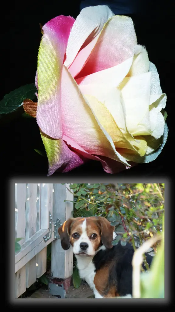 Image from Balou