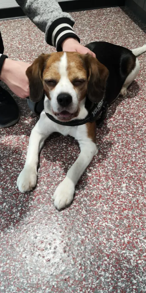 Image from Balou