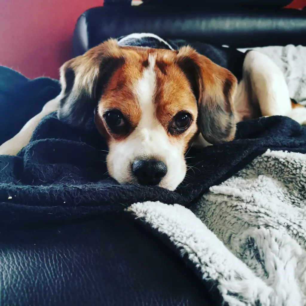 Image from Balou