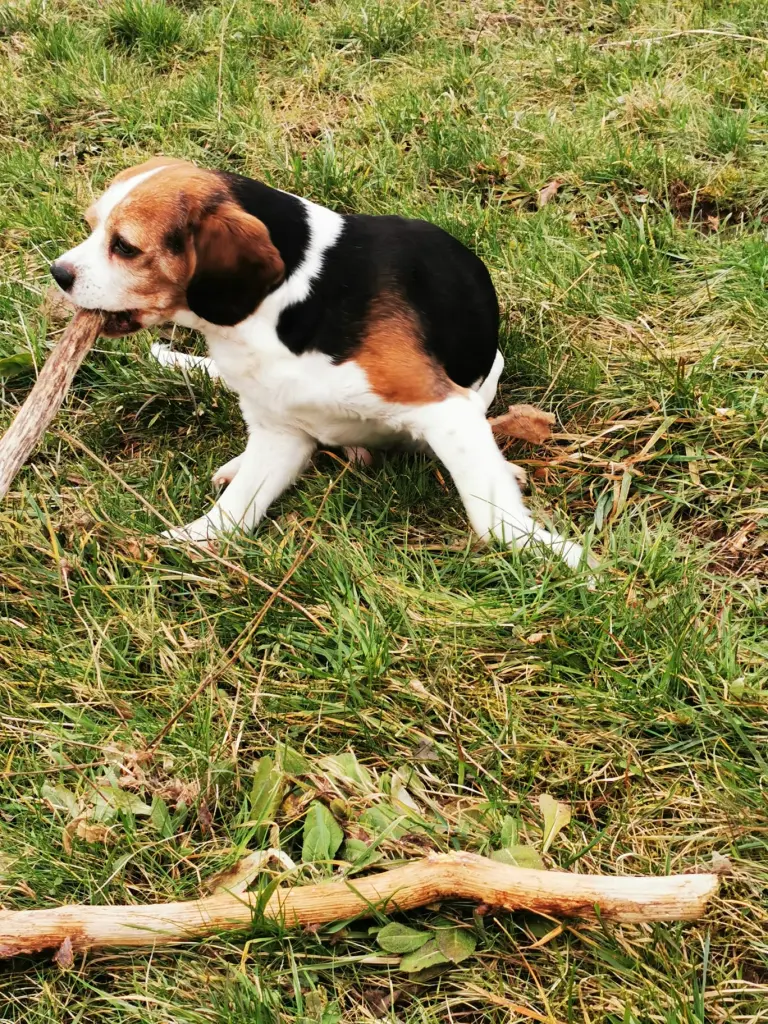 Image from Balou