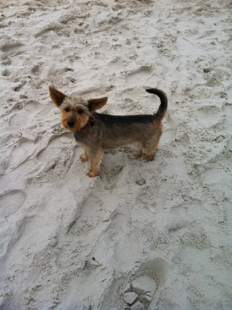 Image from Molli