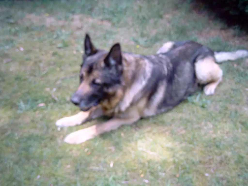 Condolence image of Romy