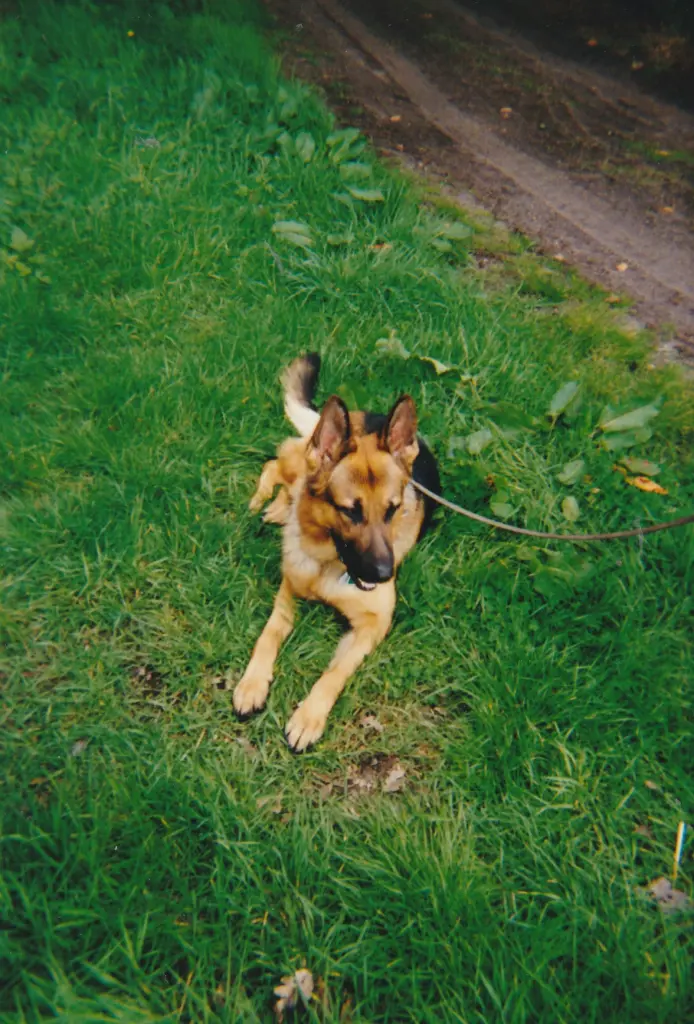 Condolence image of Romy