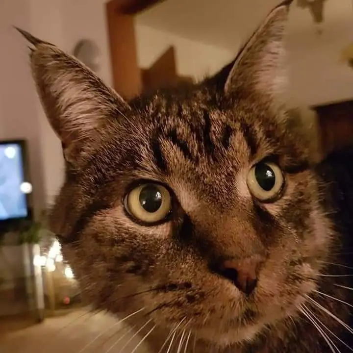 Image from Felix 