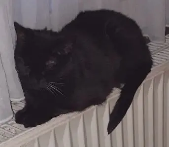 Condolence image of Hans