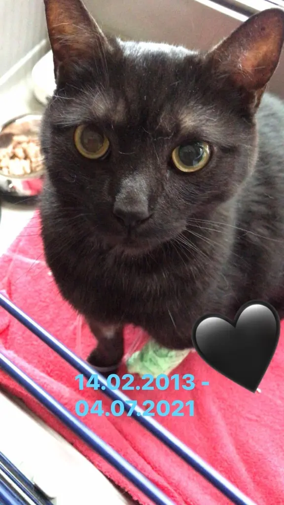 Image from Momo