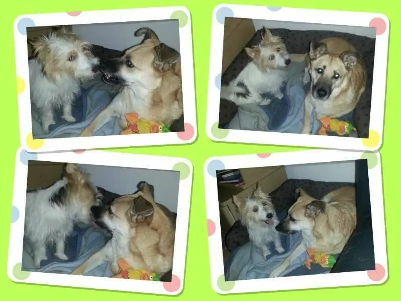 Condolence image of Patricia, Kristina & Snoopy