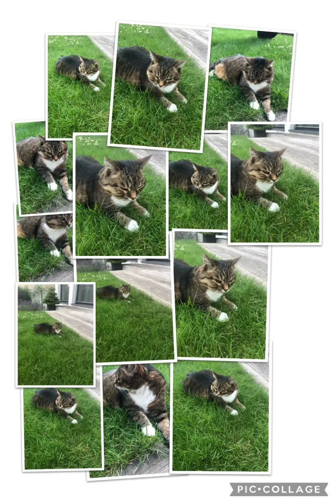 Image from Zenzi