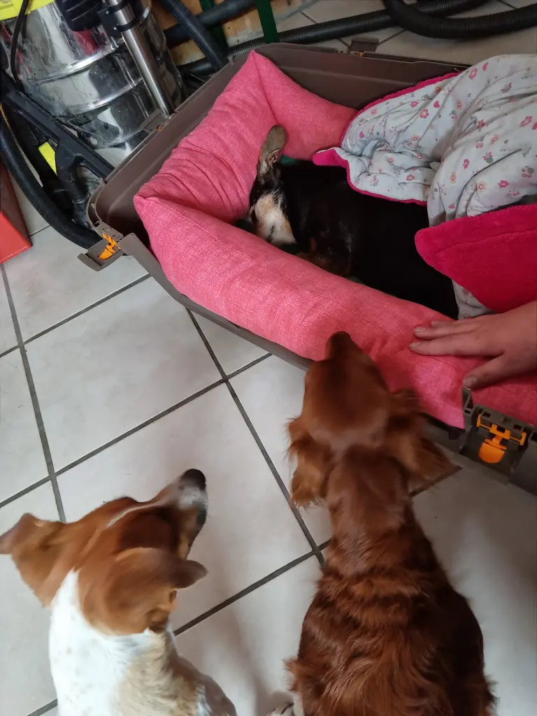 Image from Trixie