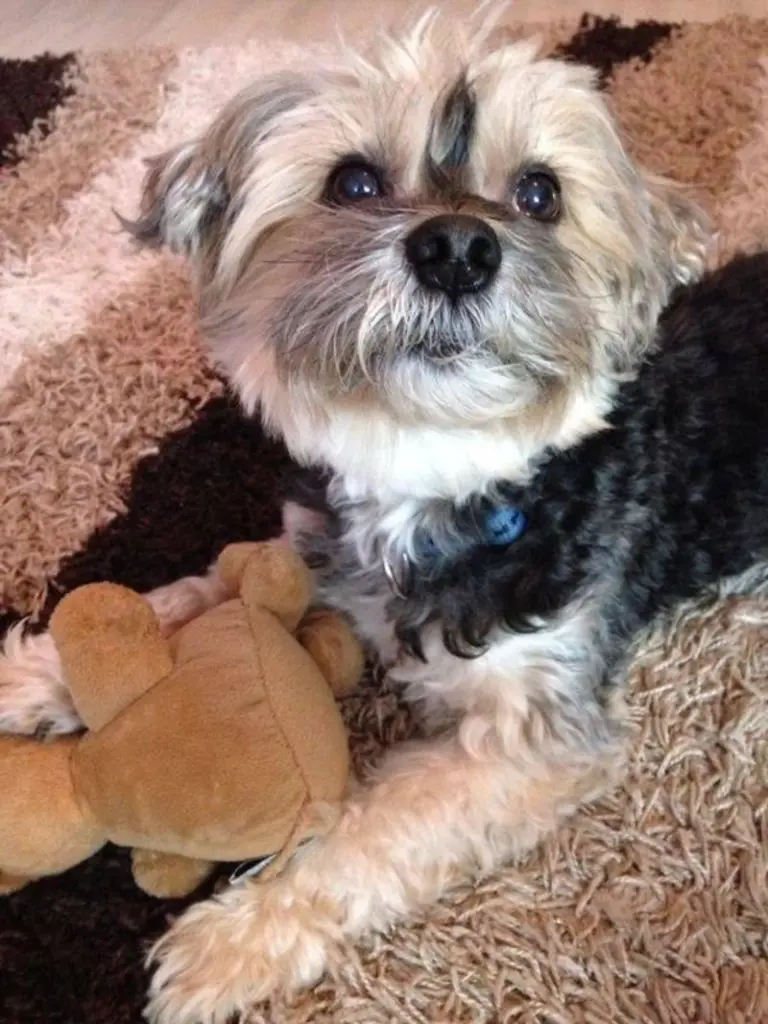 Condolence image of Rudi