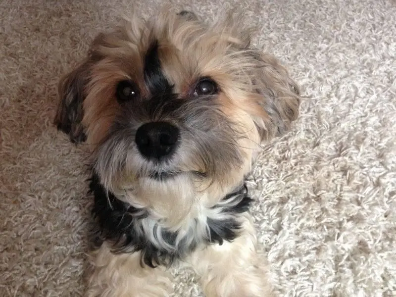 Andachtsbild von Rüdiger