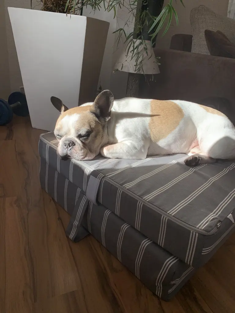 Image from Oscar