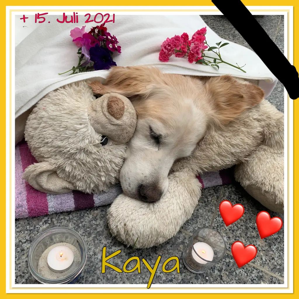 Image from Kaya