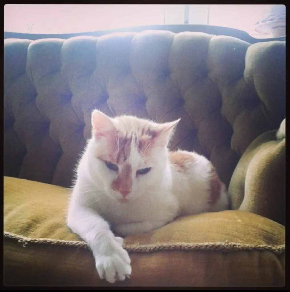 Image from Vincent
