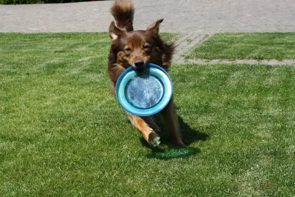 Image from Cookie