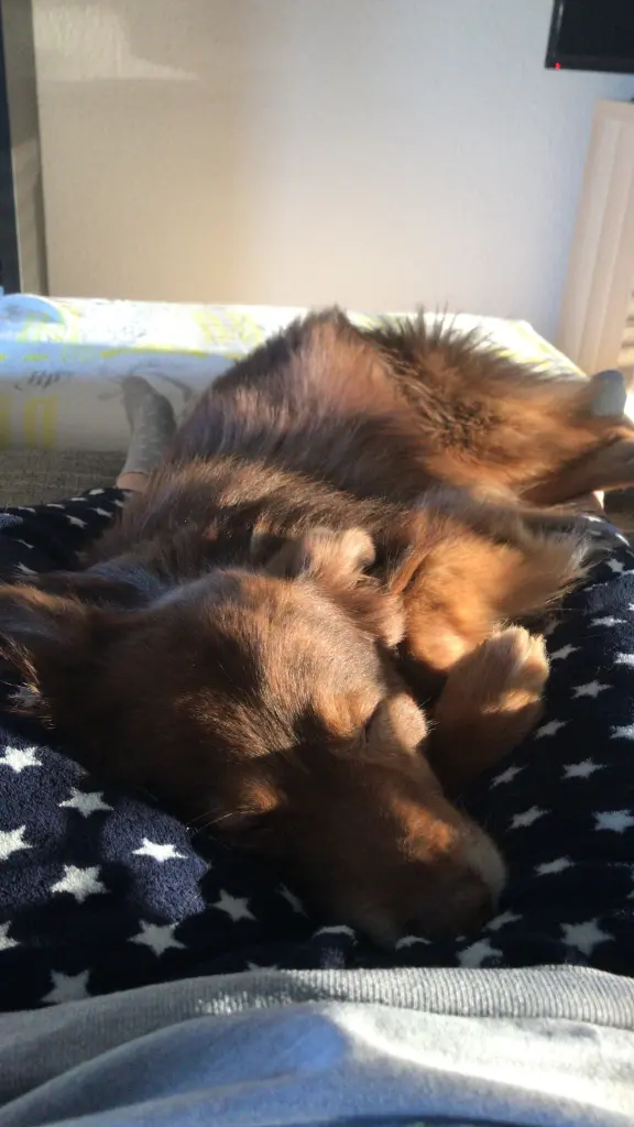 Image from Cookie