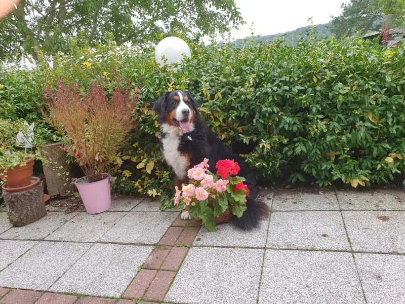 Condolence image of Manfred