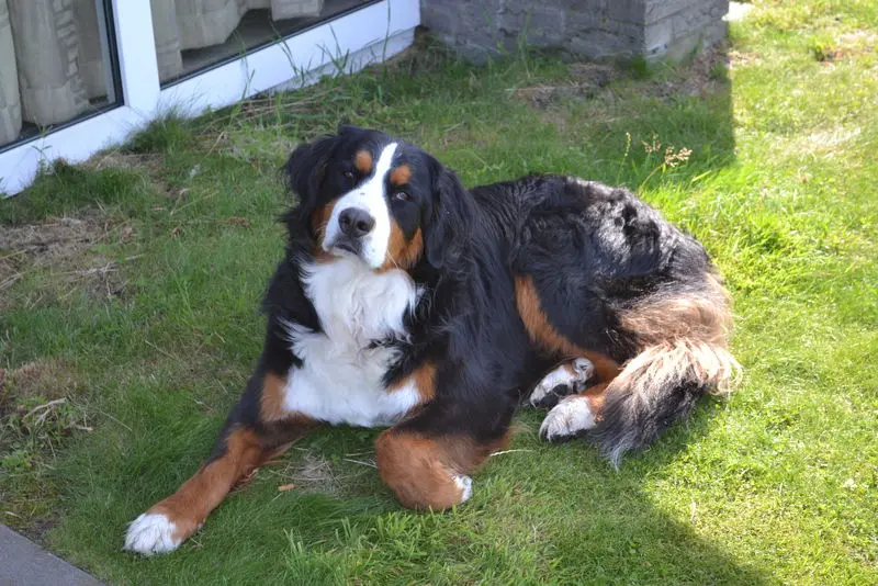 Condolence image of Manfred