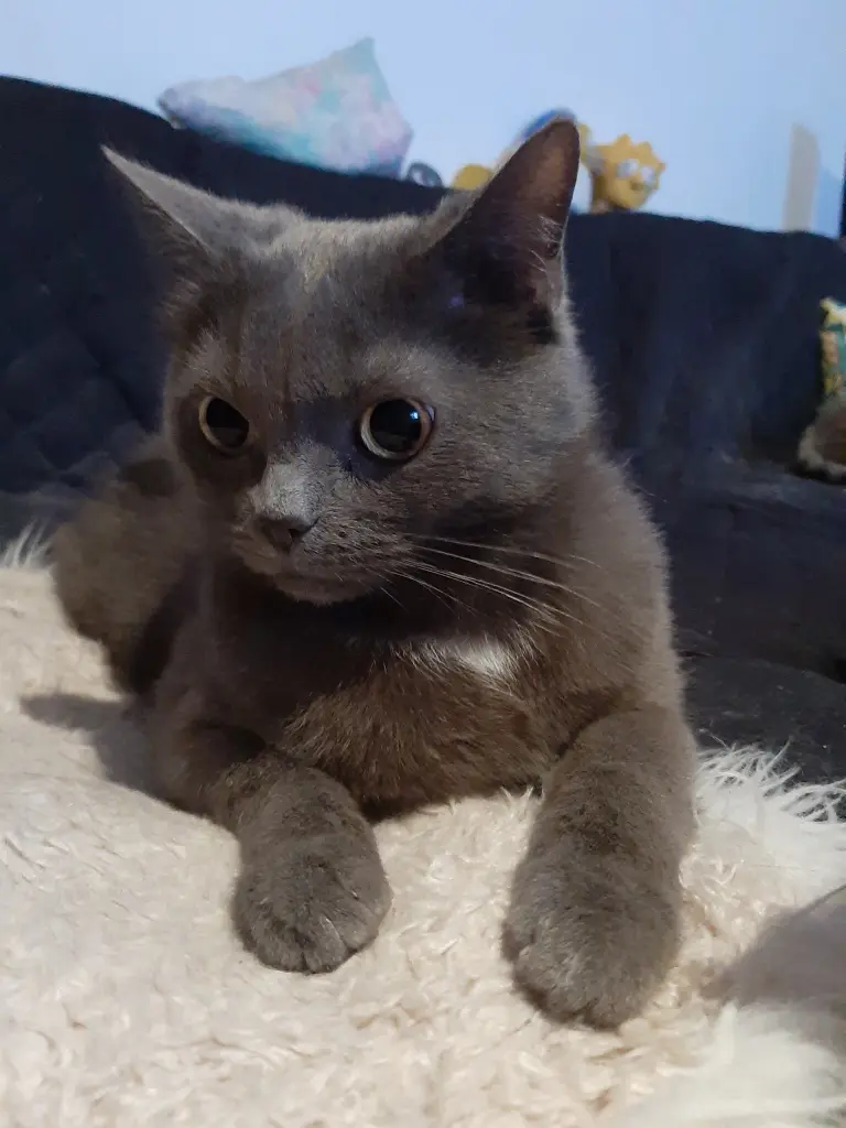 Image from Gandalf