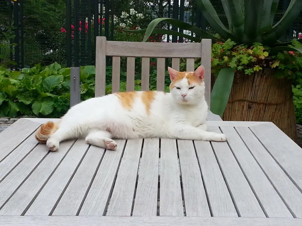 Image from Mucki