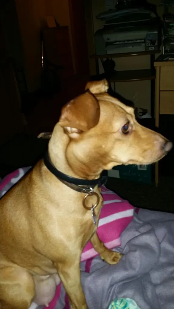 Image from Bella