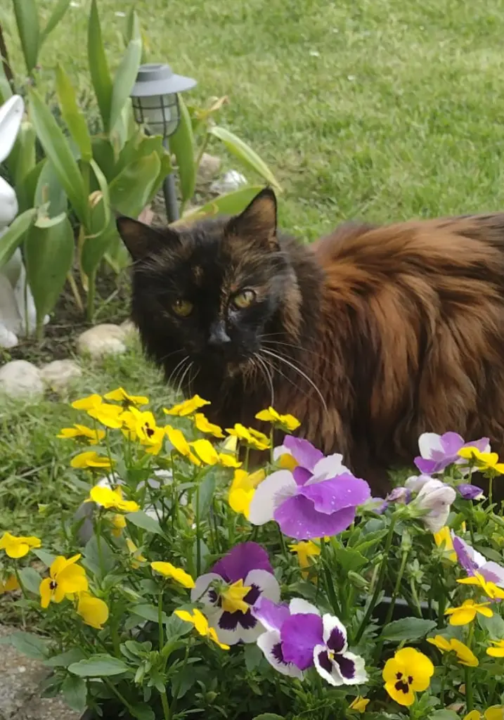 Condolence image of Corinna mit Emma (gest.14.07.2019) Jengi, Pummelchen und anderen Sternleine im Herzen