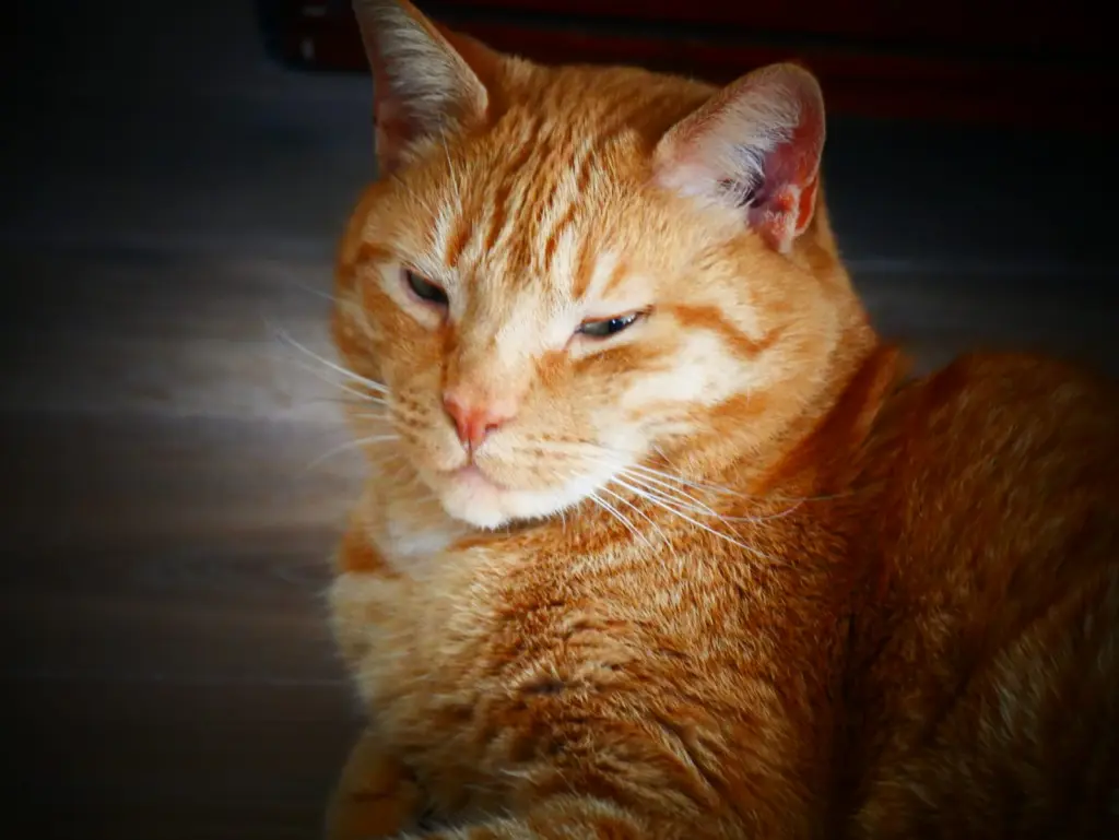 Image from Merlin