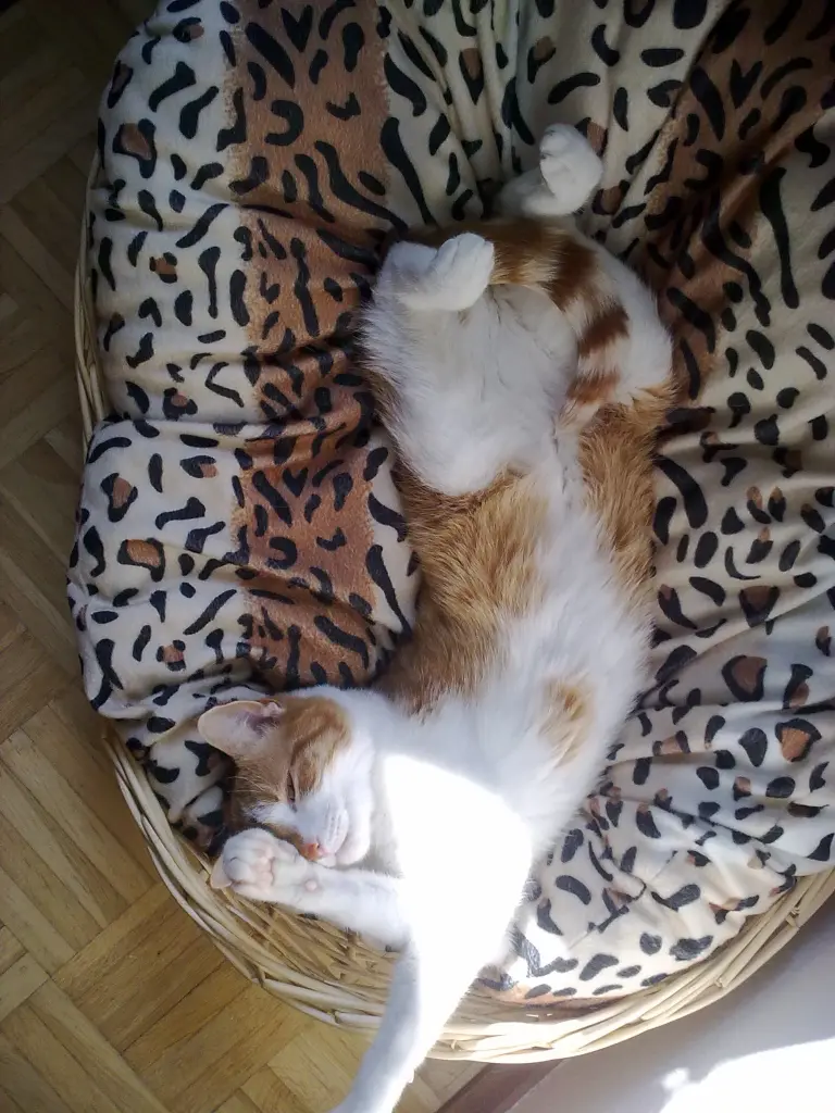 Image from Tiger