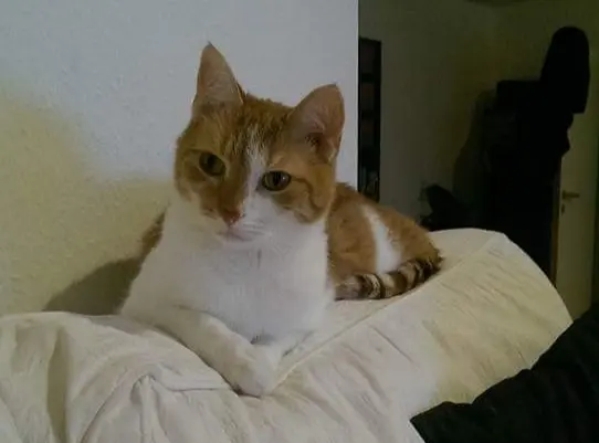 Image from Tiger