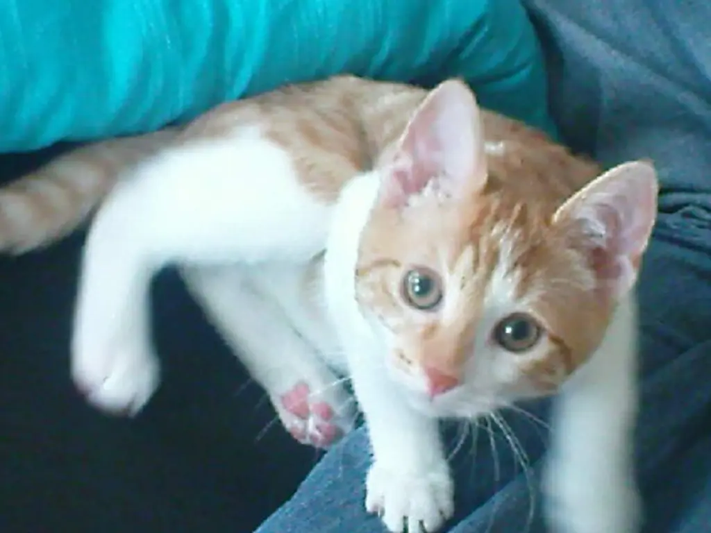 Image from Tiger