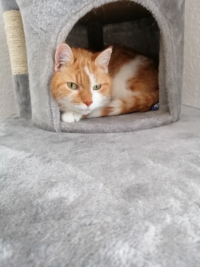 Image from Tiger