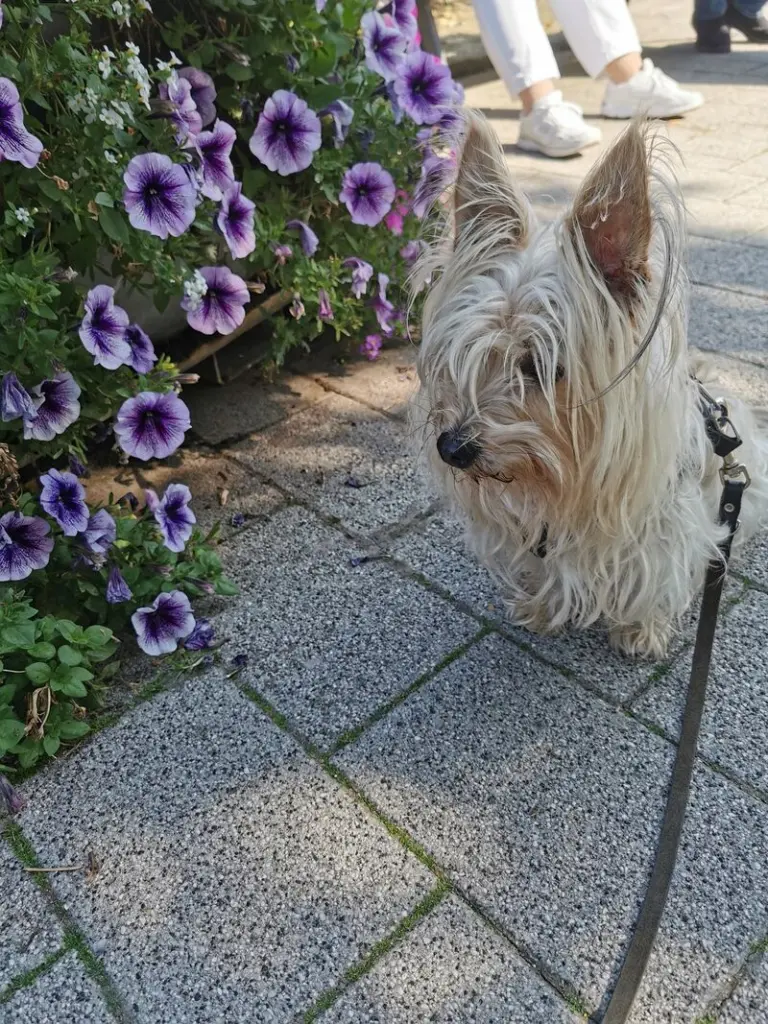 Condolence image of Carmen Weber