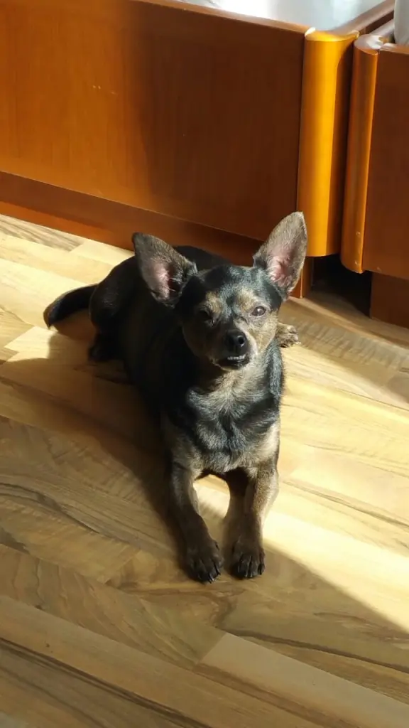 Image from Trixie