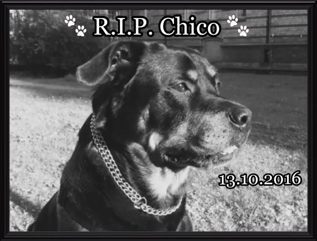 Image from Chico