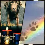 Condolence image of Jutta mit ❤️ Flash ❤️ im Herzen (17.01.20)