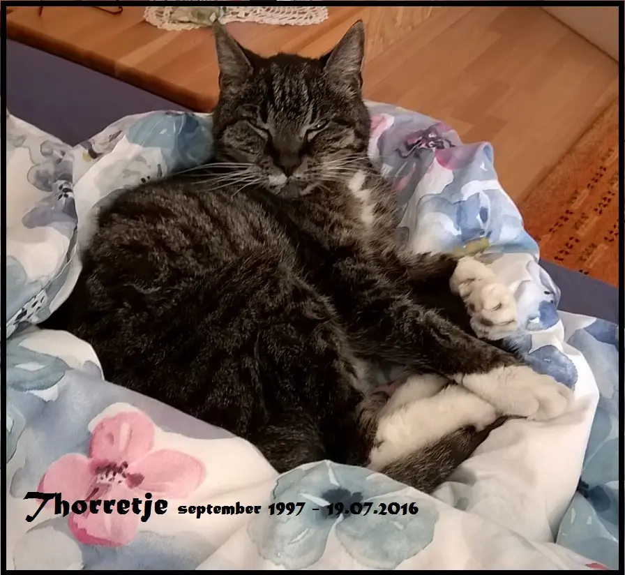 Image from Thorretje