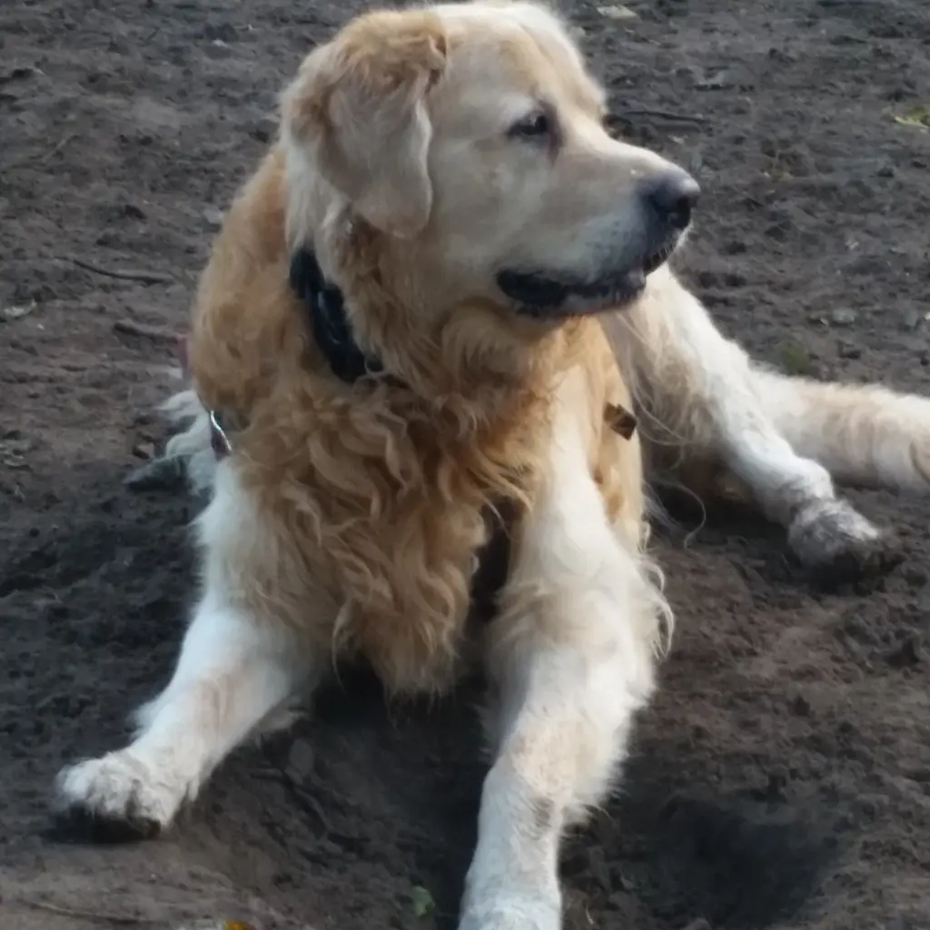 Image from Balou