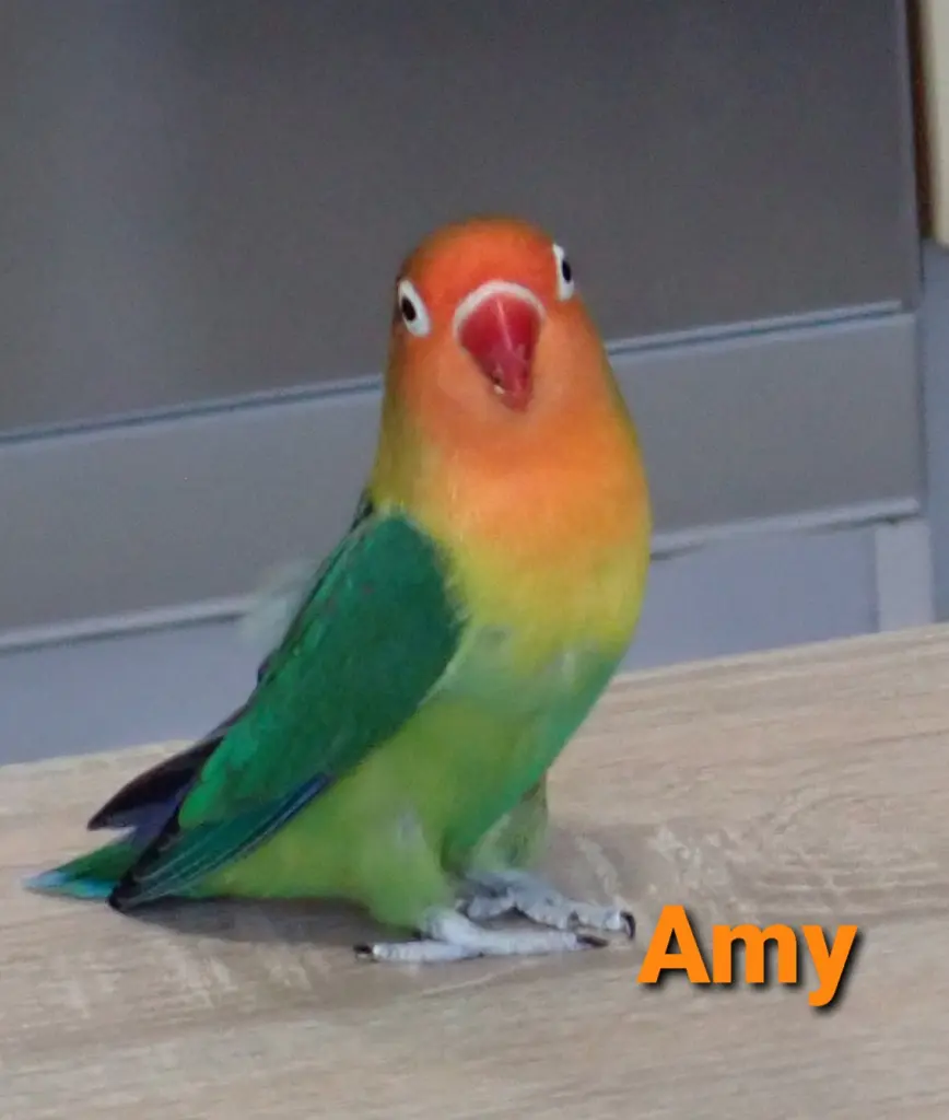 Image from Amy