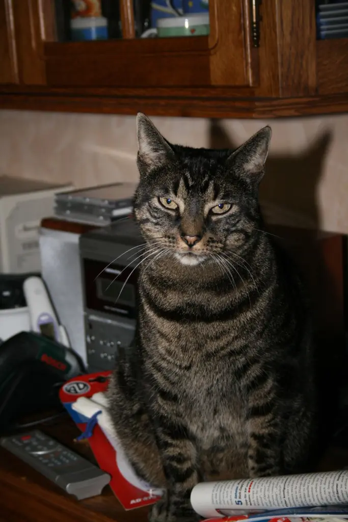 Condolence image of Jürgen und Tigger