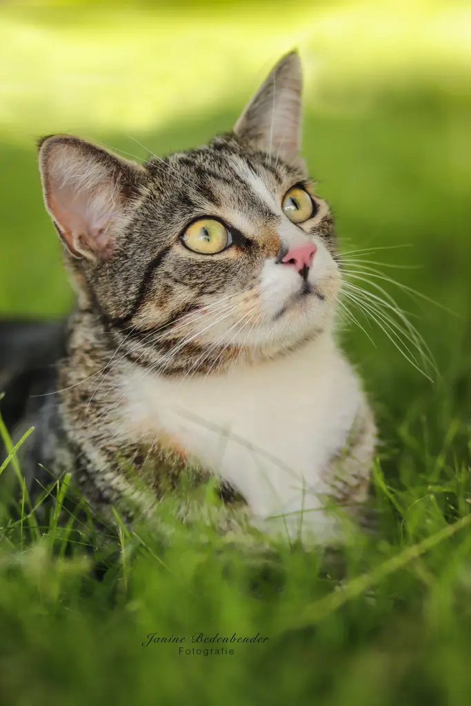 Image from Filou