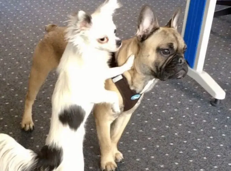 Condolence image of Melanie mit Bonnie