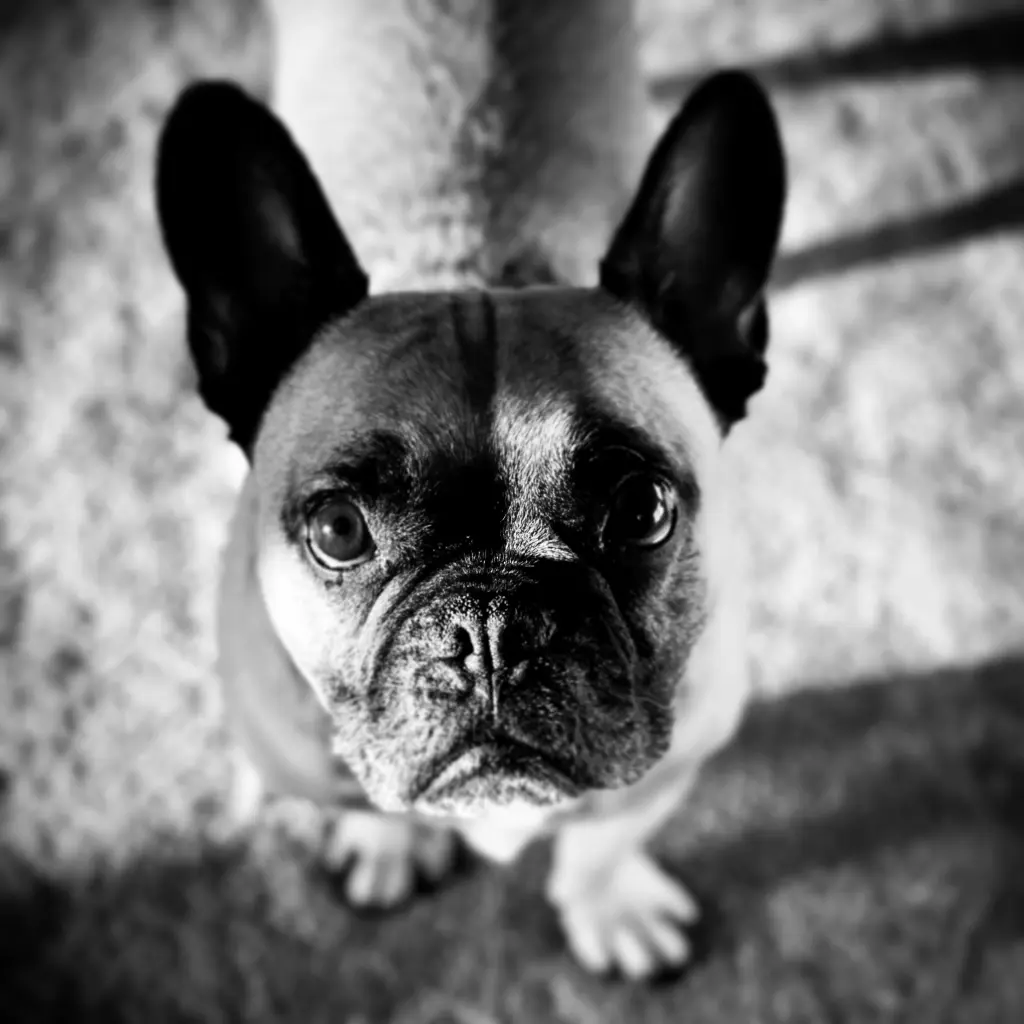 Image from Enzo