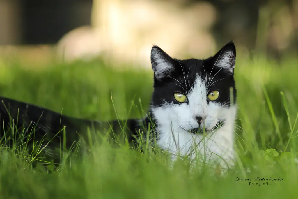 Image from Feline
